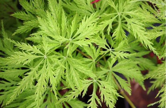 Acer Palmatum Filigree - Filigree Japanese Maple