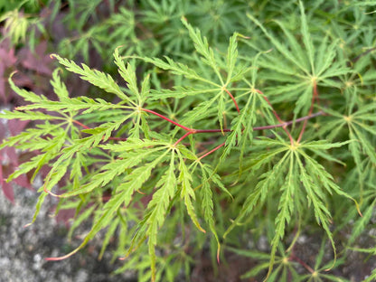 Acer Palmatum Green Hornet - Green Hornet Japanese Maple