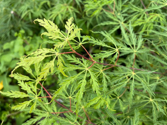 Acer Palmatum Green Hornet - Green Hornet Japanese Maple
