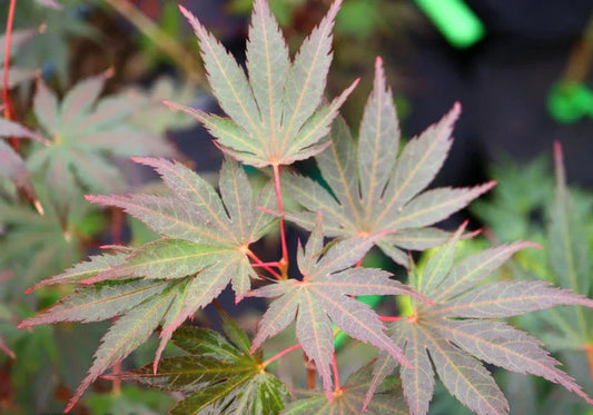 Acer Palmatum Inazuma - Japanese Maple Inazuma