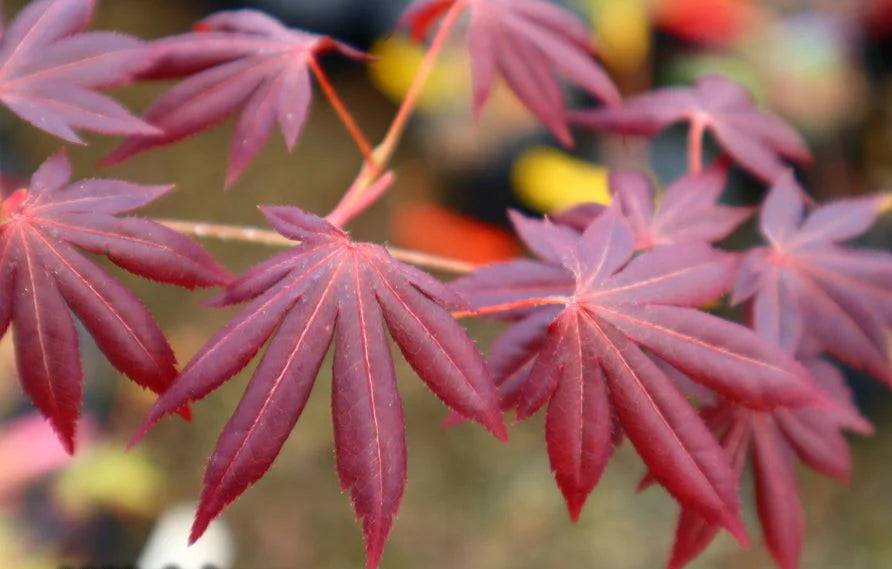 Acer Palmatum John Teuvon - John Teuvon Japanese Maple