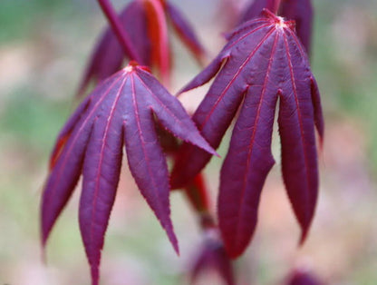 Acer Palmatum John Teuvon - John Teuvon Japanese Maple