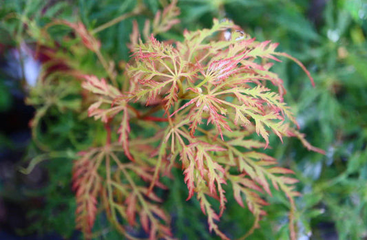 Acer Palmatum 'Lemon Lime Lace' - Lemon Lime Lace Japanese Maple