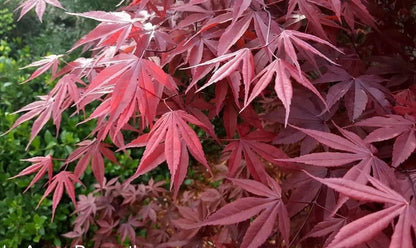 Acer Palmatum 'Moonfire' - Moonfire Japanese Maple