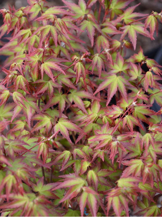 Acer Palmatum Murasaki Kyohime  - Japanese Maple Murasaki Kyohime
