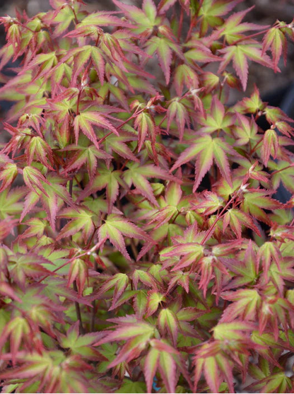 Acer Palmatum Murasaki Kyohime  - Japanese Maple Murasaki Kyohime