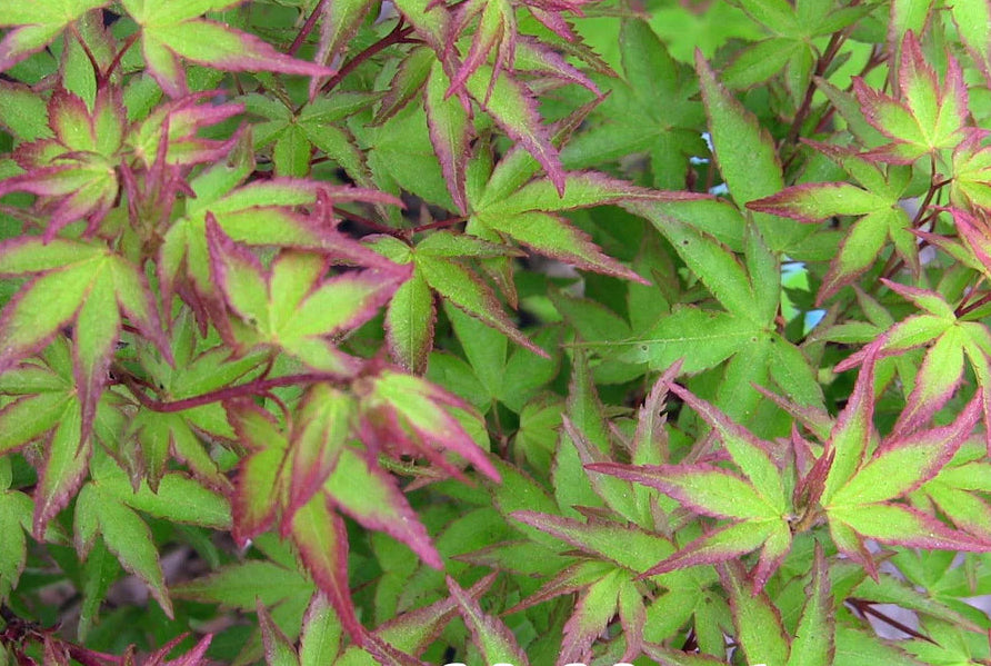 Acer Palmatum Murasaki Kyohime  - Japanese Maple Murasaki Kyohime