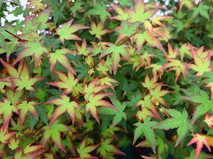 Acer Palmatum Murasaki Kyohime  - Japanese Maple Murasaki Kyohime