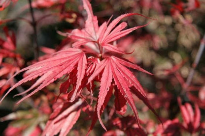 A close-up image of the Acer Palmatum Nishiki's Red Spire Japanese Maple with vibrant red foliage.