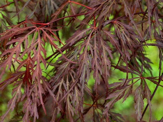 Acer Palmatum Dissectum 'Octopus' – Weeping Octopus Japanese Maple