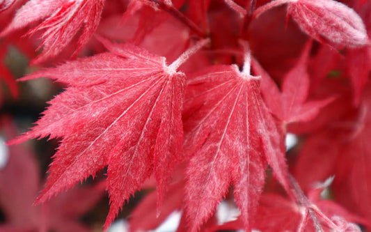 Acer Palmatum Okagami - Okagami Japanese Maple