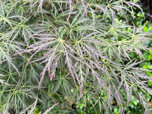 Acer Pendulum Julian - Julian Japanese Maple
