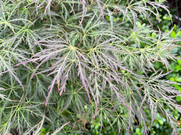 Acer Pendulum Julian - Julian Japanese Maple
