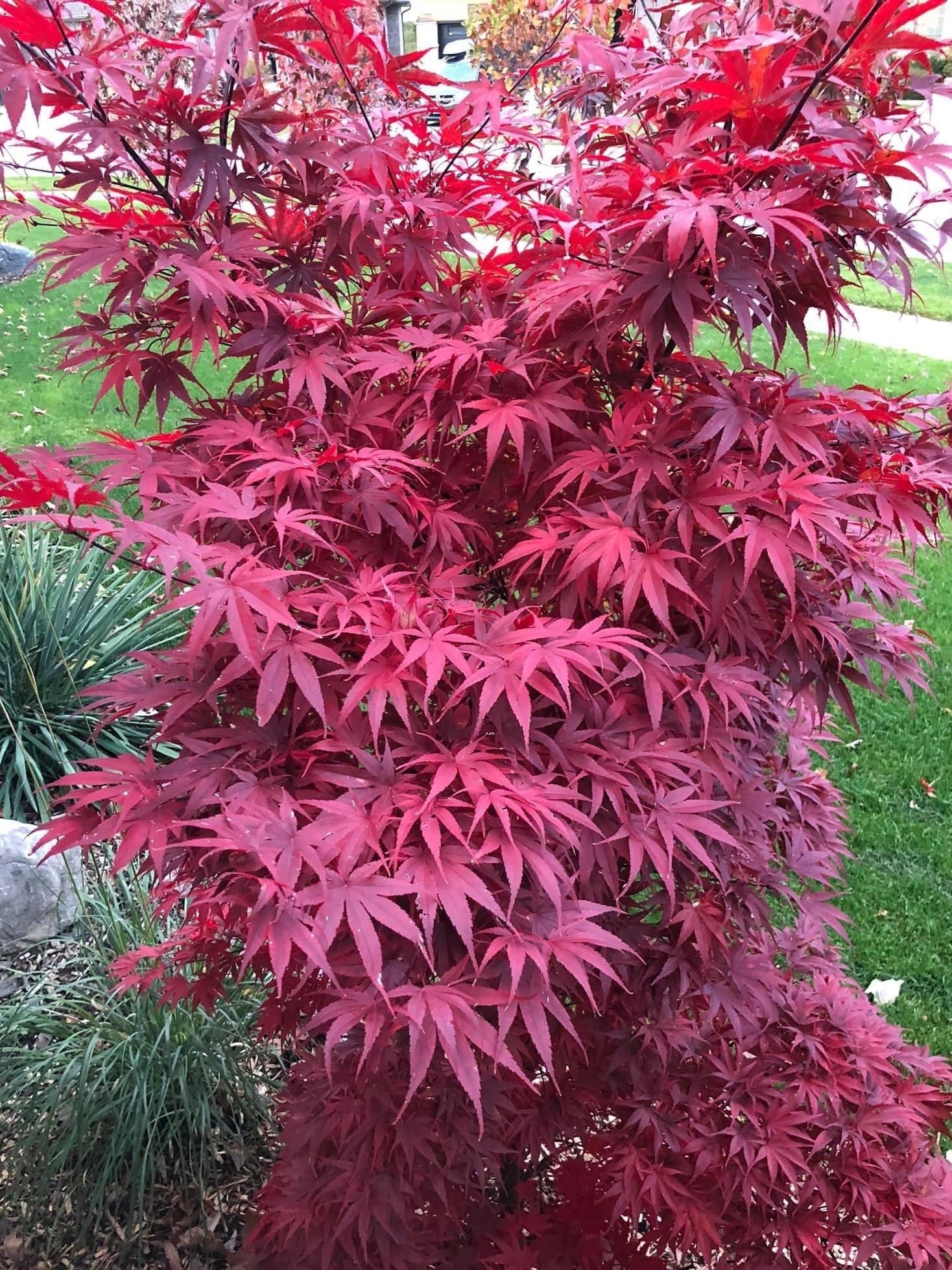 Dwarf Maple Dwarf Japanese Maples – FEATURE TREES BALLARAT