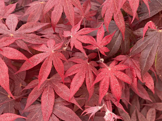 Acer Palmatum Red Spray - Red Spray Japanese Maple