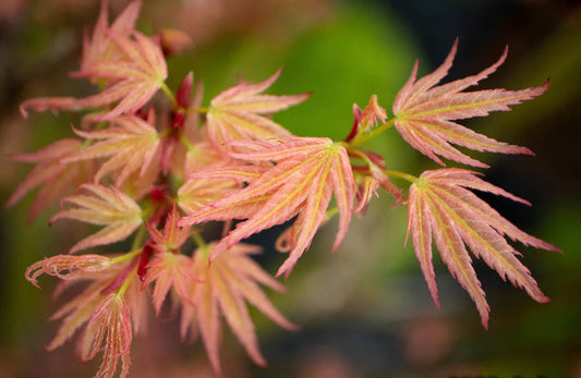 Acer Palmatum Seigen - Japanese Maple Seigen