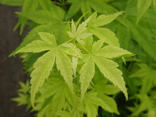 Acer Palmatum Shidava Gold - Dwarf Green Stemmed Japanese Maple
