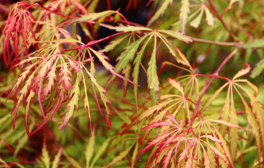 Acer Palmatum Spring Delight - Spring Delight Japanese Maple
