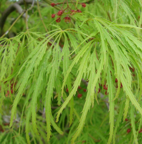 Acer Palmatum Viridis - Weeping Japanese Maple Viridis