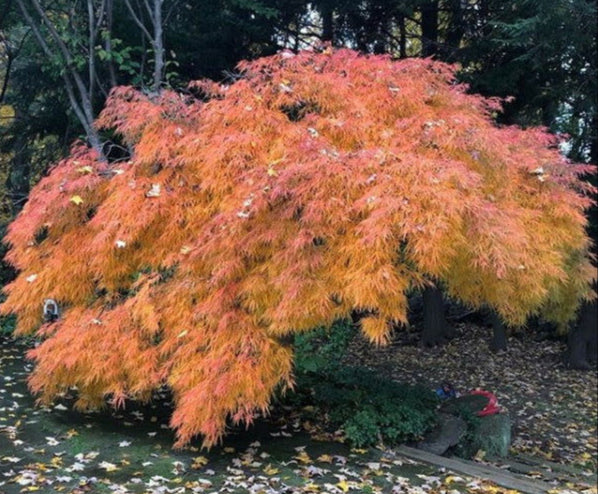 Acer Palmatum Waterfall - Waterfall Japanese Maple