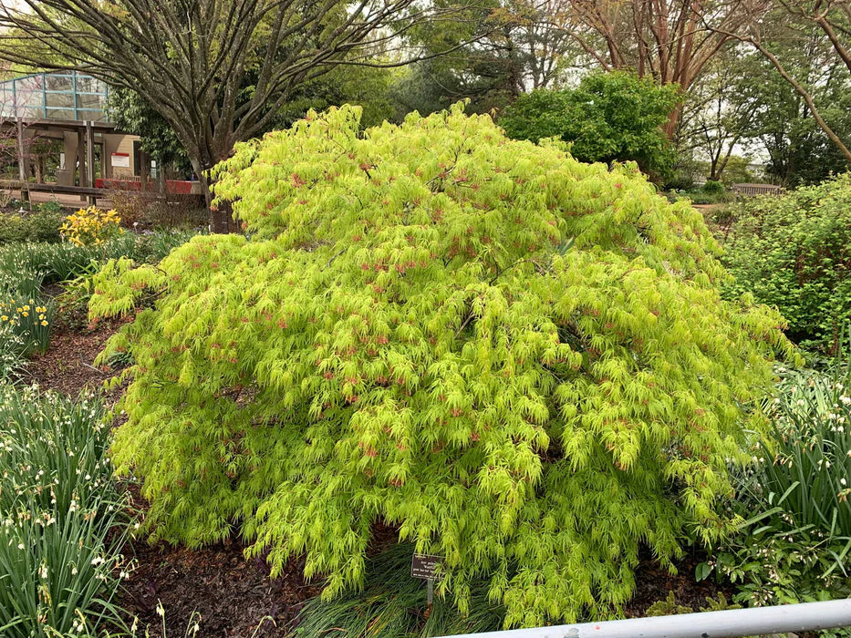 Acer Palmatum Waterfall - Waterfall Japanese Maple