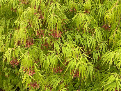 Acer Palmatum Waterfall - Waterfall Japanese Maple