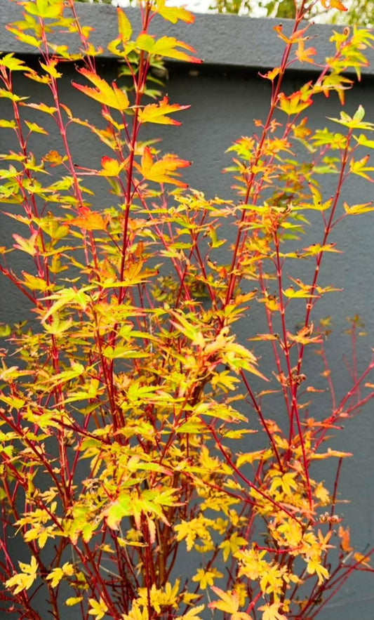 Acer Palmatum Aka Kawa Hime - Japanese Maple Aka Kawa Hime