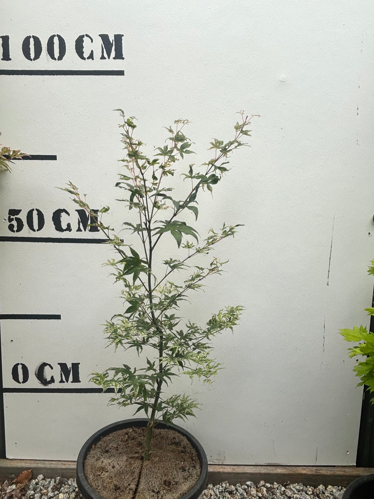 Acer Palmatum Ukigumo - Japanese Maple Ukigumo