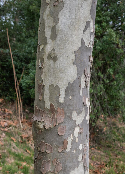 Platanus x Acerifolia - London Plane Tree
