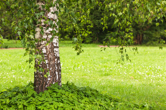 Betula Pendula Dalecarlica – Cut Leaf Birch