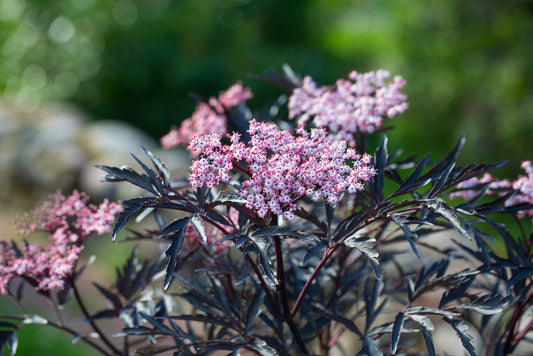 Sambucus Nigra Black Lace - Black Lace Elderberry