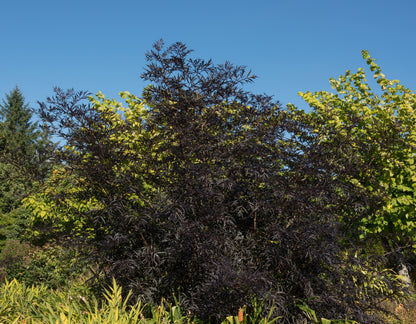 Sambucus Nigra Black Lace - Black Lace Elderberry