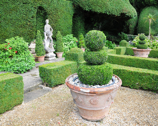 Buxus sempervirens – English Box