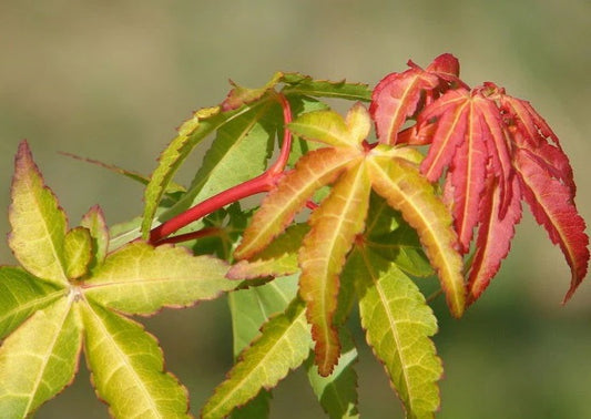 Close-up of a plant with red and green leaves on a blurred natural background