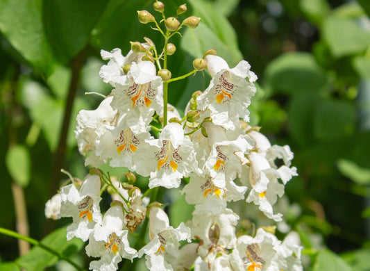 Catalpa Bignonioides - Indian Bean Tree