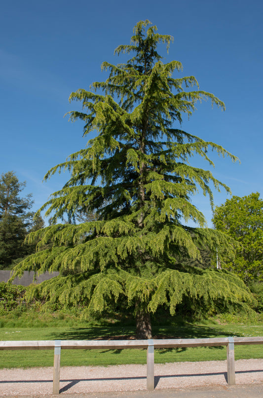 Cedrus Deodara – Himalayan Cedar