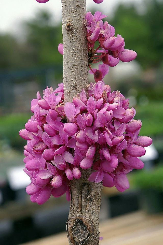 Cercis chinensis - Avondale Redbud
