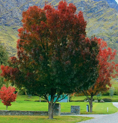 Fraxinus Oxycarpa Raywoodii - Claret Ash
