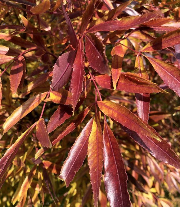 Fraxinus Oxycarpa Raywoodii - Claret Ash