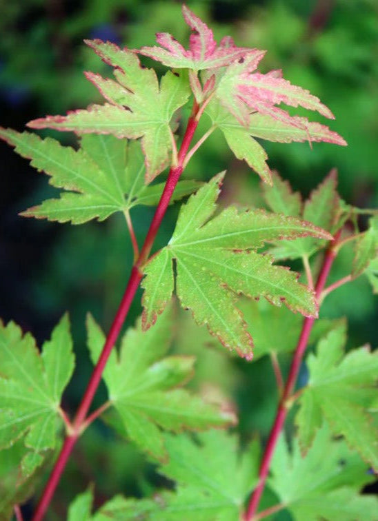 Close-up of green maple leaves with red stems against a blurred green background