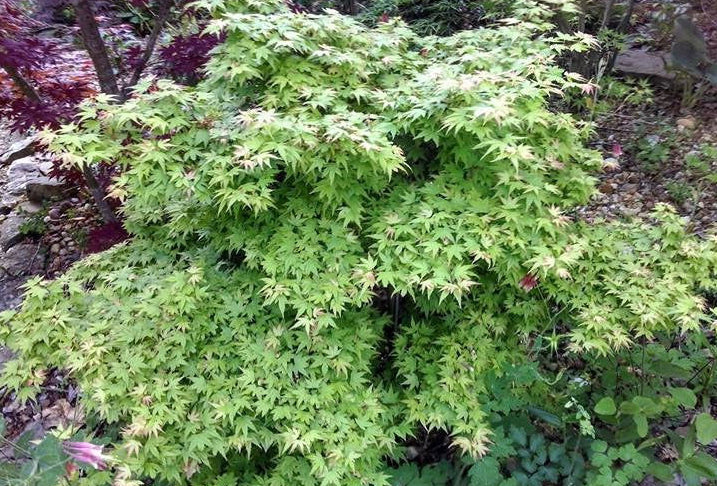 Green bush with red flowers in a garden setting