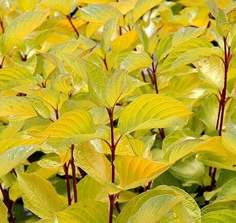 Cornus Sericea Sunshine - Red Stemmed Yellow Leaf Dogwood