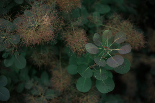 Cotinus Coggygria 'Grace' - Grace Smoke Bush