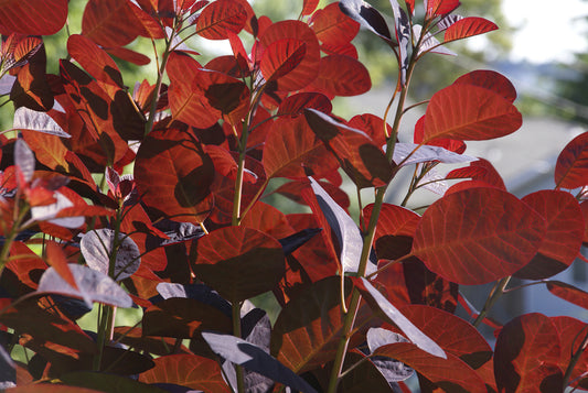 Cotinus Coggygria 'Royal Purple' - Royal Purple Smoke Bush