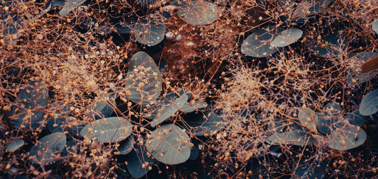 Cotinus Coggygria - Velvet Cloak Smoke Bush