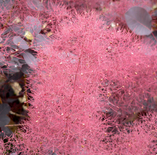Cotinus Coggygria - Velvet Cloak Smoke Bush