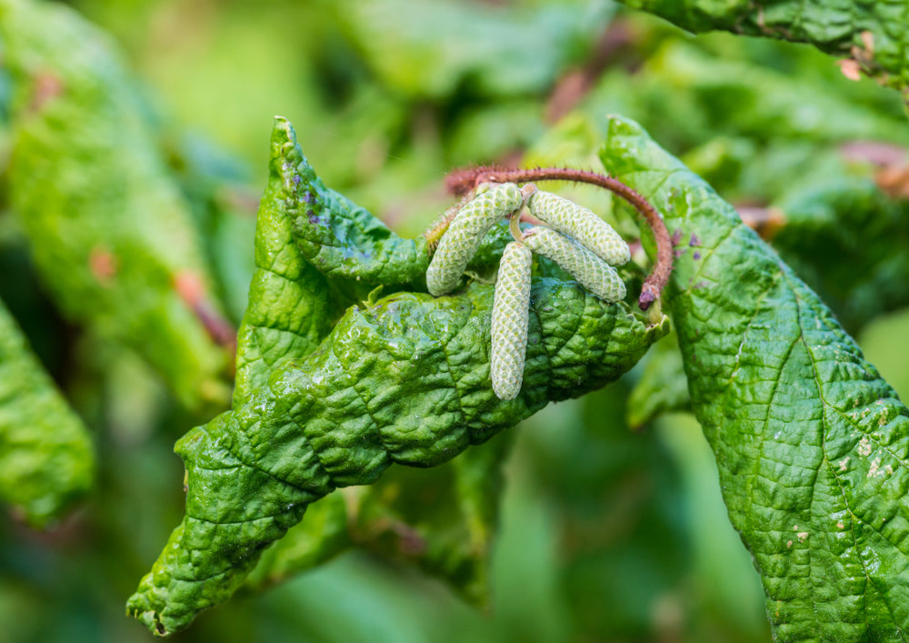 Corylus Avellana 'Contorta' - Crazy Filbert