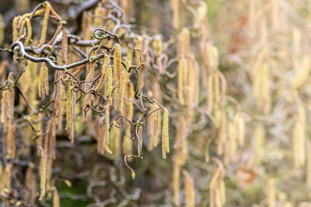 Corylus Avellana 'Contorta' - Crazy Filbert – FEATURE TREES BALLARAT