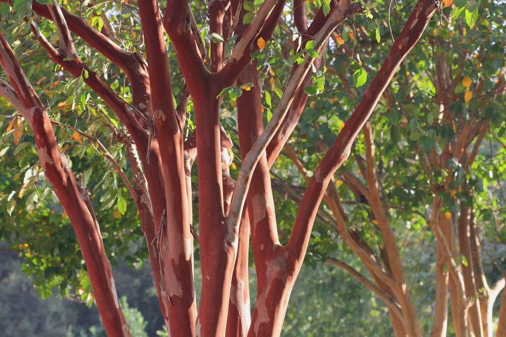 Lagerstroemia indica Zuni - Zuni Crepe Myrtle