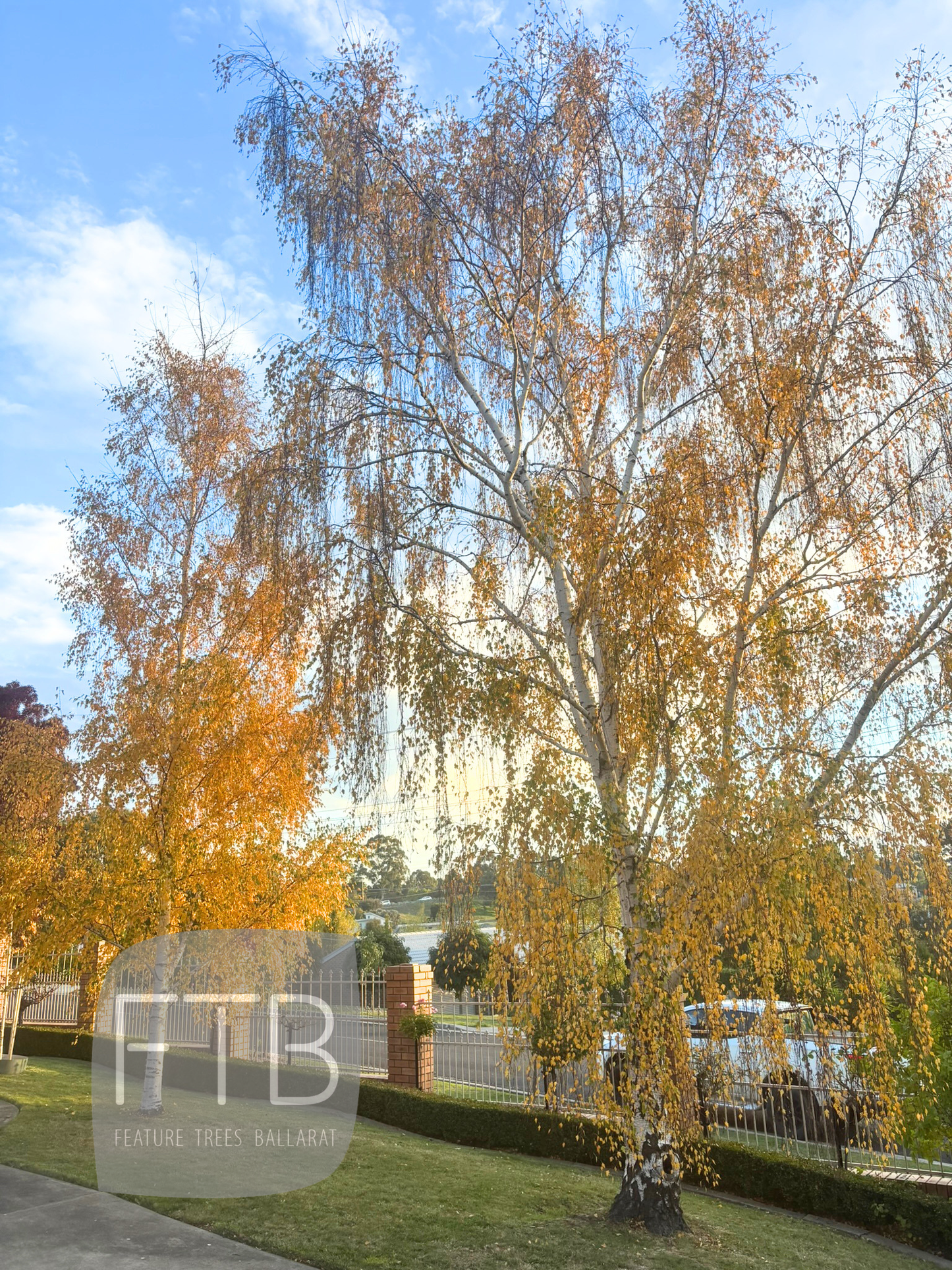 Betula Pendula Dalecarlica – Cut Leaf Birch